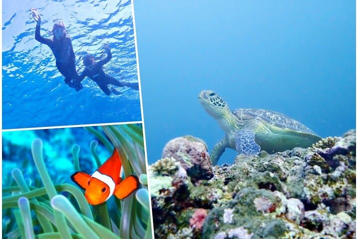 Discover Ishigaki's Hidden Treasures Snorkeling Tour at BlueCave — photo 6