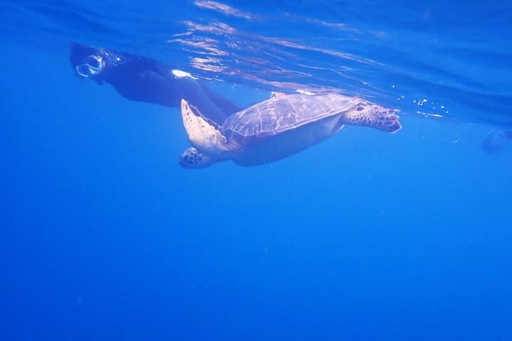 Discover Ishigaki's Hidden Treasures Snorkeling Tour at BlueCave — photo 16