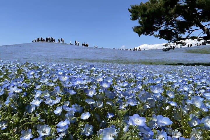 Hitachi Seaside Park & Nakaminato fish market tour