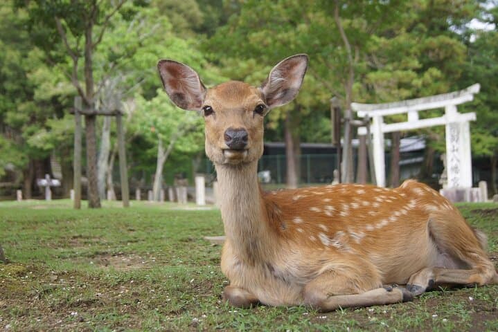 Quick Nara Tour for the First-Timers by Local Tour Guide — photo 3