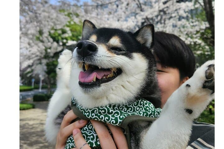 Yasukuni Shrine Shiba Inu Walk: Explore Tokyo’s Quiet Side — photo 3