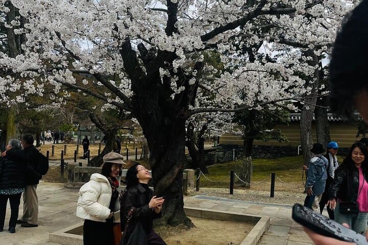 Kyoto Private & Customizable Tour with English-Speaking Driver — photo 9