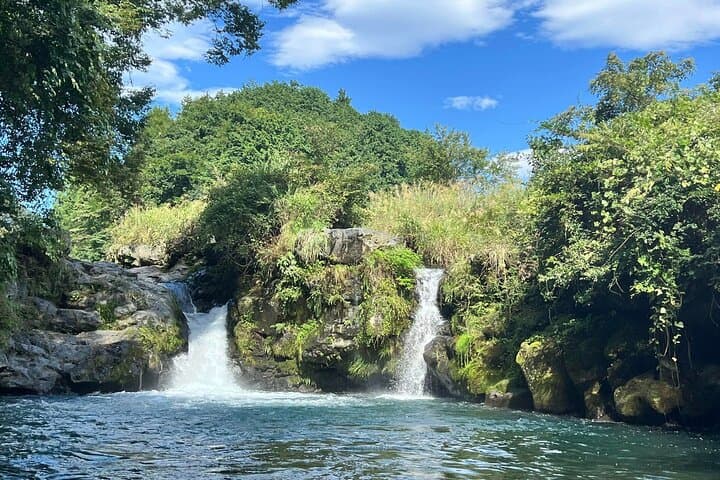 Fuji Forest Hiking 4 hr Tour with a Nature Guide with Transfer — photo 3