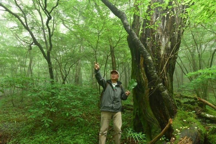 Fuji Forest Hiking 4 hr Tour with a Nature Guide with Transfer — photo 4