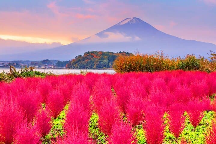 Kawaguchiko & Mt. Fuji Day Tour: Seasonal Flower with Kusa Mochi — photo 10