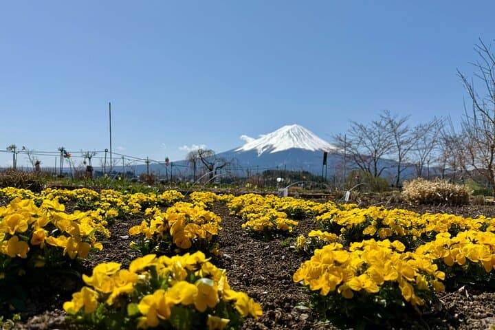 From Tokyo: Mount Fuji Private Trip with English Speaking Driver — photo 7