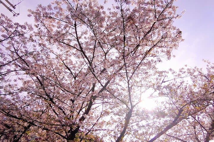 Kamogawa River Kyoto Bike Tour Experience — photo 17