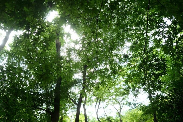 Kamogawa River Kyoto Bike Tour Experience — photo 18