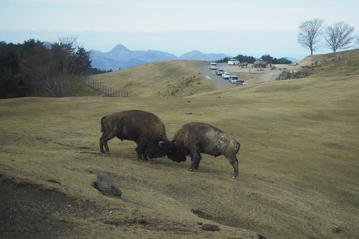 Beppu’s Best: African Safari & Beppu Hells or Yufuin Private Tour — photo 5