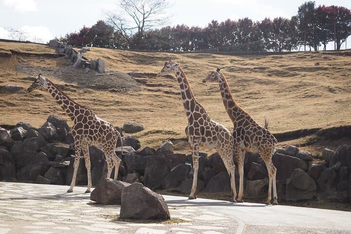 Beppu’s Best: African Safari & Beppu Hells or Yufuin Private Tour — photo 7
