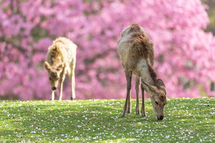 Kyoto & Nara Day Tour with Sagano Scenic Railway from Osaka — photo 4