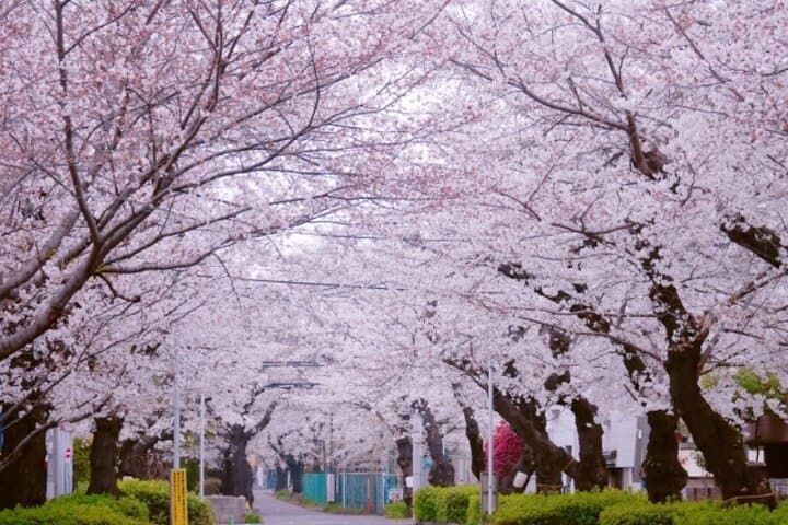 Yanaka & Ueno Tokyo's Old Town Charm - Temple, market,Retro Vibes — photo 8