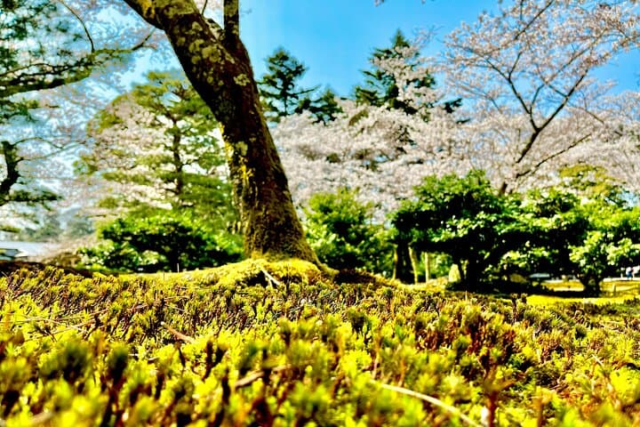 Kanazawa Full Day Private Tour to Top Highlights with Local Guide — photo 4