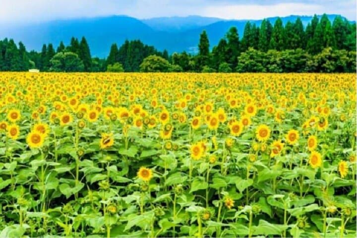 2 Day Nagaoka Fireworks Festival Bus Tour from Tokyo — photo 11