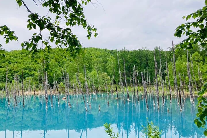 Wherever you want! 1-Day Private Tour from Sapporo to Furano more — photo 6