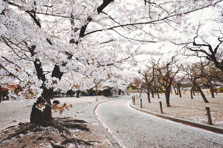 Sapporo City Cherry Blossom Private Sightseeing Tour — photo 3