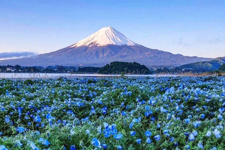 Instagram-worthy Mt. Fuji Spots & Kawaguchiko's Four Seasons Tour — photo 3