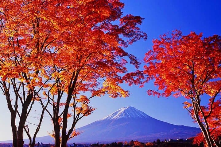 Instagram-worthy Mt. Fuji Spots & Kawaguchiko's Four Seasons Tour — photo 11