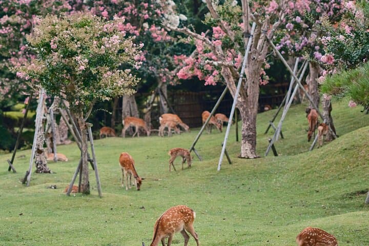 Kyoto&Nara Private Highlights Tour with English driver — photo 5