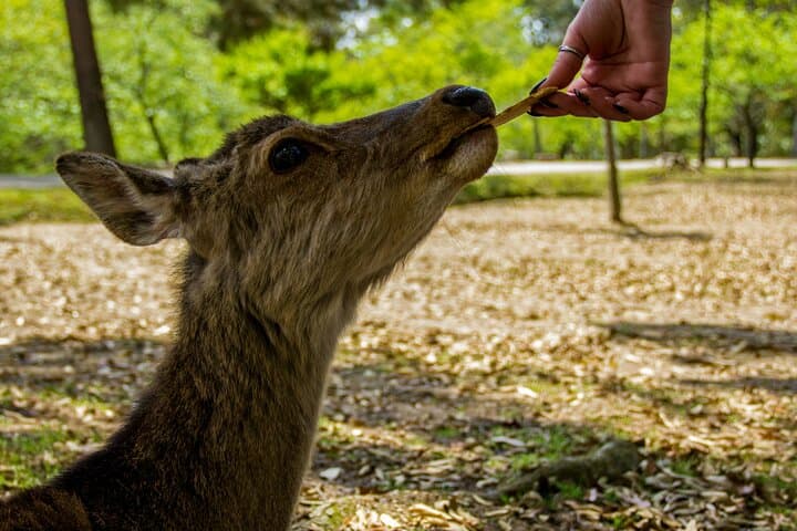 Kyoto&Nara Private Highlights Tour with English driver — photo 11