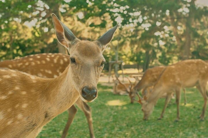 Kyoto&Nara Private Highlights Tour with English driver — photo 7