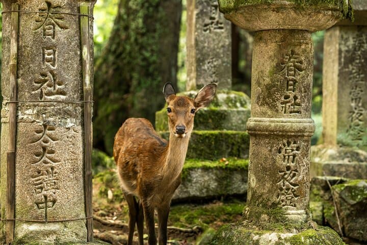 Kyoto&Nara Private Highlights Tour with English driver — photo 1