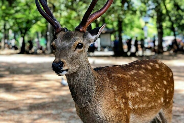 Kyoto&Nara Private Highlights Tour with English driver — photo 12