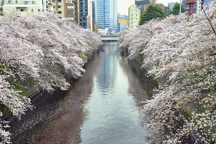 Customizable Private Tokyo Trip with an English Speaking Driver — photo 19