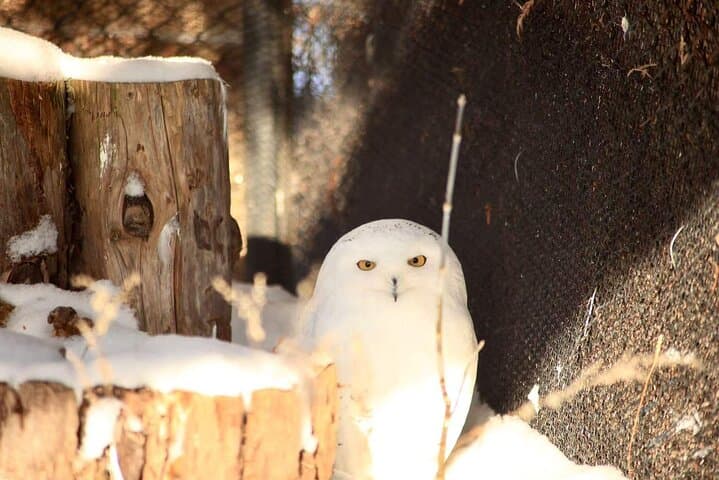 Hokkaido, Asahikawa Zoo Classic Day Tour With Optional Snomobile — photo 6