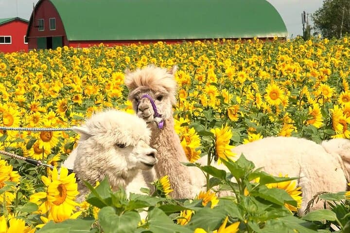 Hokkaido, Asahikawa Zoo Classic Day Tour With Optional Snomobile