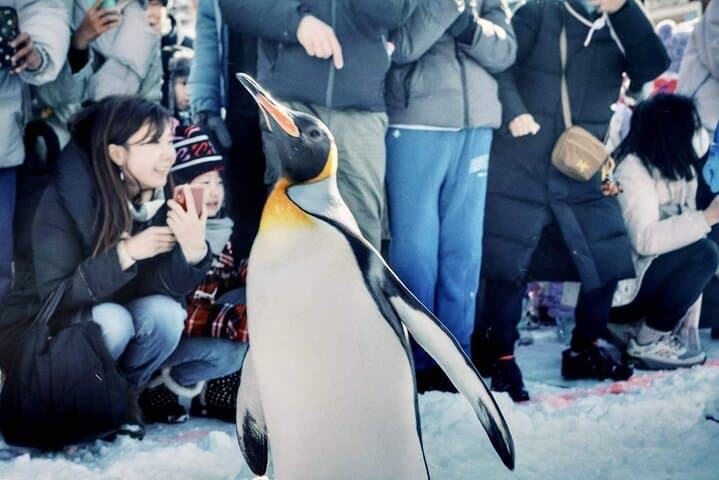 Hokkaido, Asahikawa Zoo Classic Day Tour With Optional Snomobile — photo 4