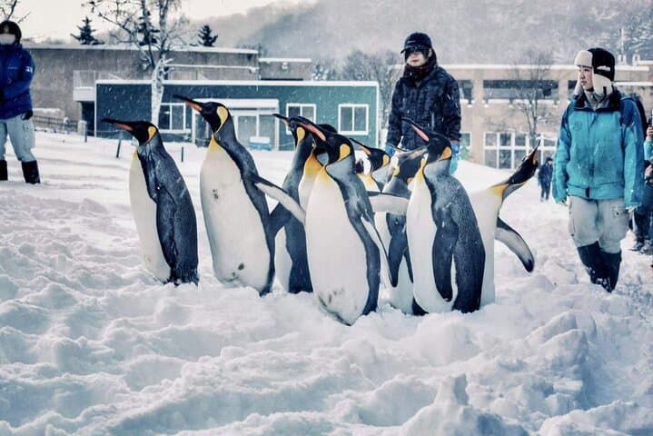 Hokkaido, Asahikawa Zoo Classic Day Tour With Optional Snomobile — photo 7