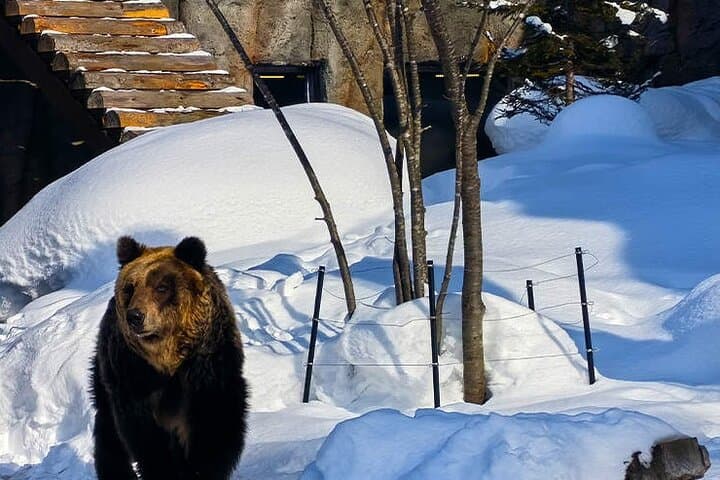 Asahiyama Zoo, Biei tree, Shirohige Falls and Blue Pond Day Tour — photo 4