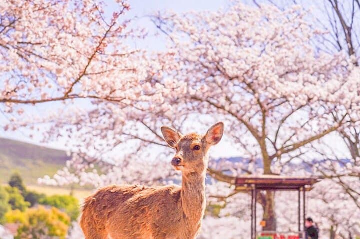 Kiyomizu Temple, Fushimi Inari Taisha: Kyoto & Nara Park Day Tour — photo 16
