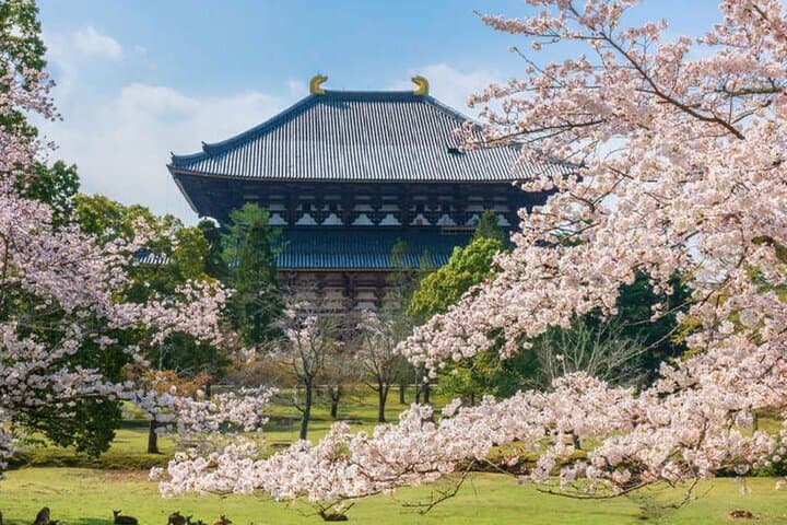 Kiyomizu Temple, Fushimi Inari Taisha: Kyoto & Nara Park Day Tour — photo 18