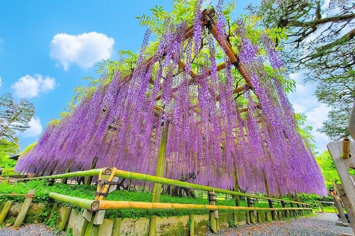 Kyoto & Uji Day Tour: Golden Pavilion, Kiyomizu & Matcha Street — photo 14