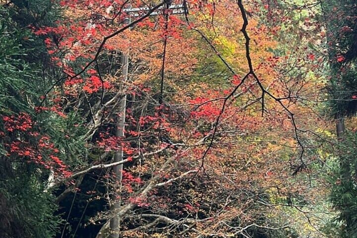 Kyoto Highlights Eastern Western Northern and Southern Routes — photo 15