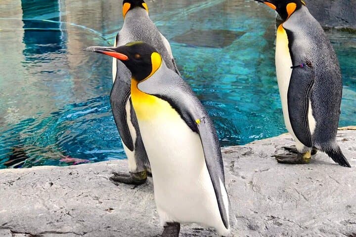 Hokkaido Scenic Day Tour: Zoo, Blue Pond, Iconic Trees & Terrace — photo 2