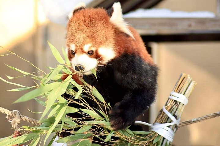 Hokkaido Scenic Day Tour: Zoo, Blue Pond, Iconic Trees & Terrace — photo 3