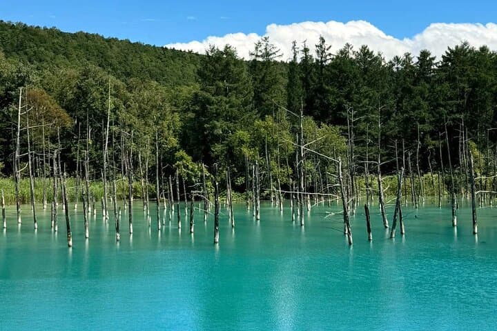 Hokkaido Scenic Day Tour: Zoo, Blue Pond, Iconic Trees & Terrace — photo 5