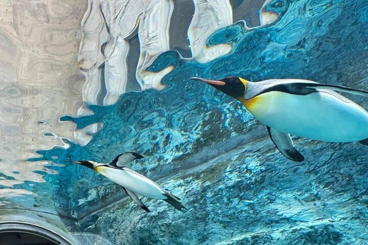 Hokkaido Scenic Day Tour: Zoo, Blue Pond, Iconic Trees & Terrace — photo 6
