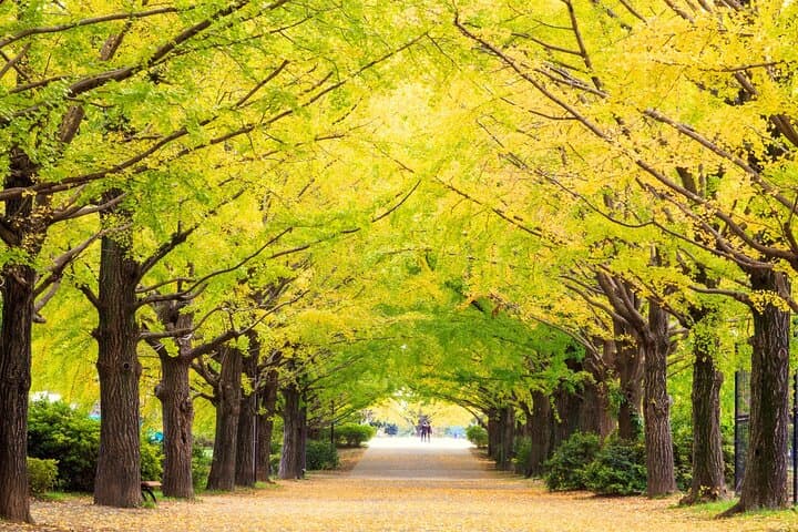 Tokyo Day Trip Showa Kinen Park Seasonal Flowers and Nature Walk — photo 4
