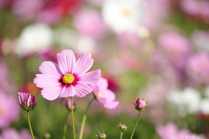 Tokyo Day Trip Showa Kinen Park Seasonal Flowers and Nature Walk — photo 5