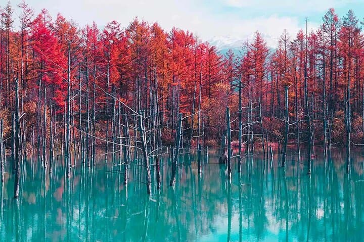 Asahiyama Zoo, Biei tree, Shirohige Falls and Blue Pond Day Tour — photo 9