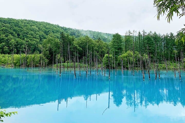 Asahiyama Zoo, Biei tree, Shirohige Falls and Blue Pond Day Tour — photo 10