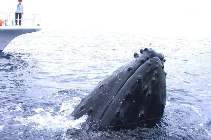 Okinawa/Naha:Full-Day Kerama Island Experience Diving/Snorkeling — photo 2