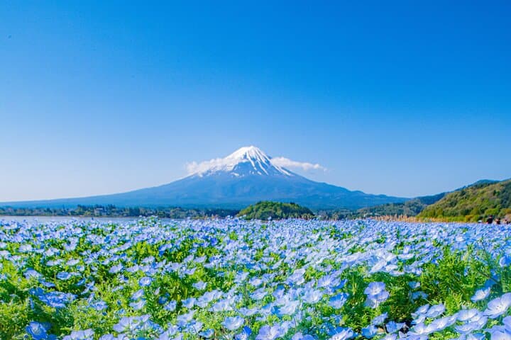 One Way Shuttle Van Transfer, Tokyo⇔Yamanashi(Mt.Fuji) — photo 5