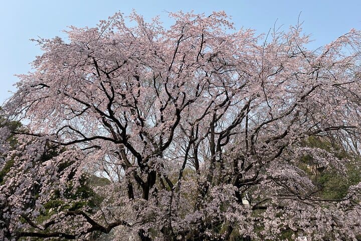 Tokyo Historian Private Tour — photo 1