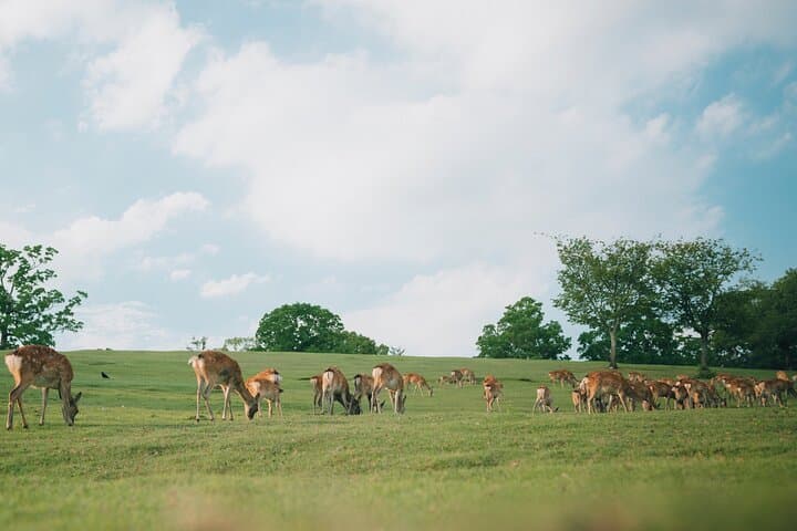 Discover the Timeless Charm and Natural Beauty of Nara — photo 2