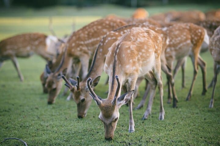 Discover the Timeless Charm and Natural Beauty of Nara — photo 3